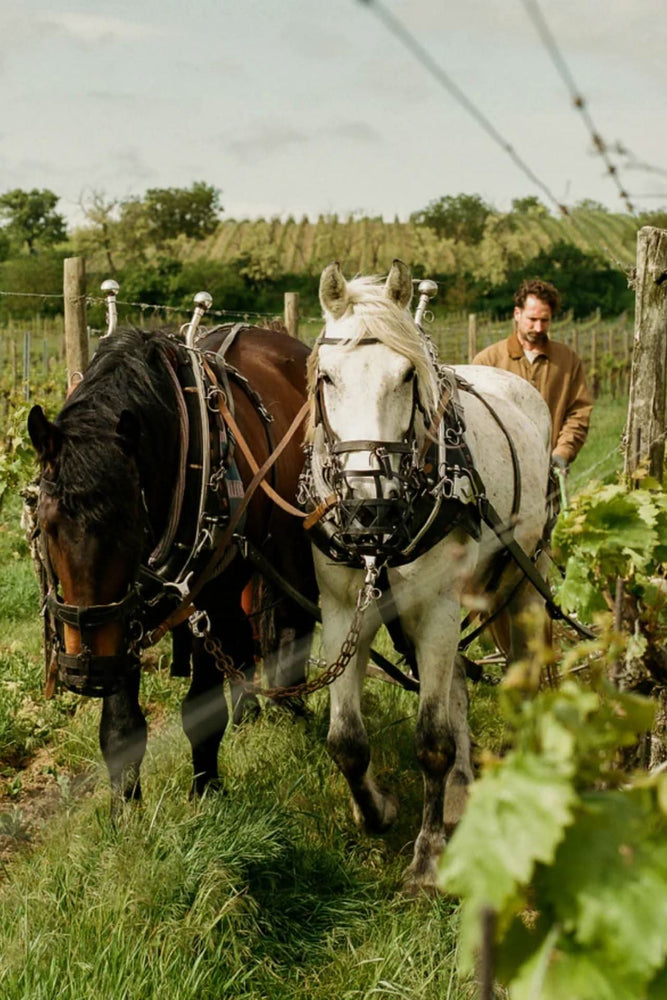 2023 Gut Oggau 'Theodora' Magnum