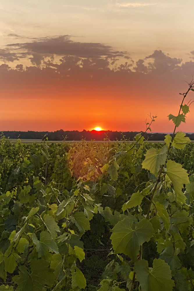 NV Champagne Pertois-Moriset 'Les Quatre Terroirs' Blanc de Blanc