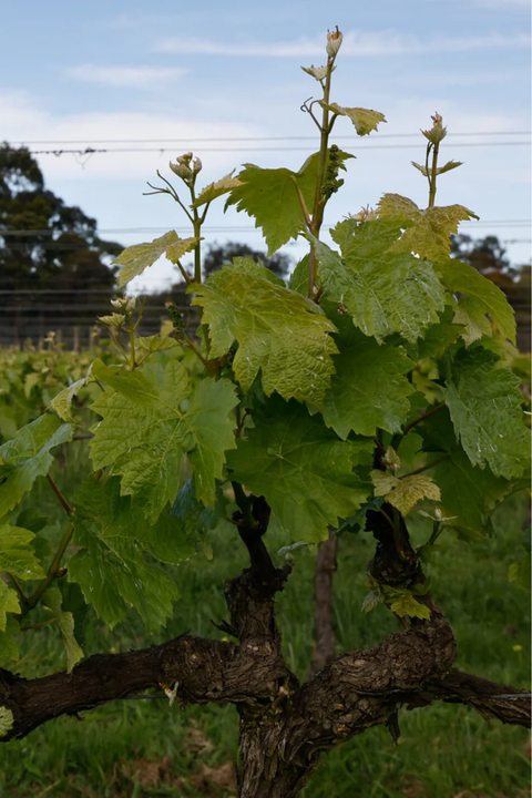 2022 Hurley 'Hommage' Pinot Noir