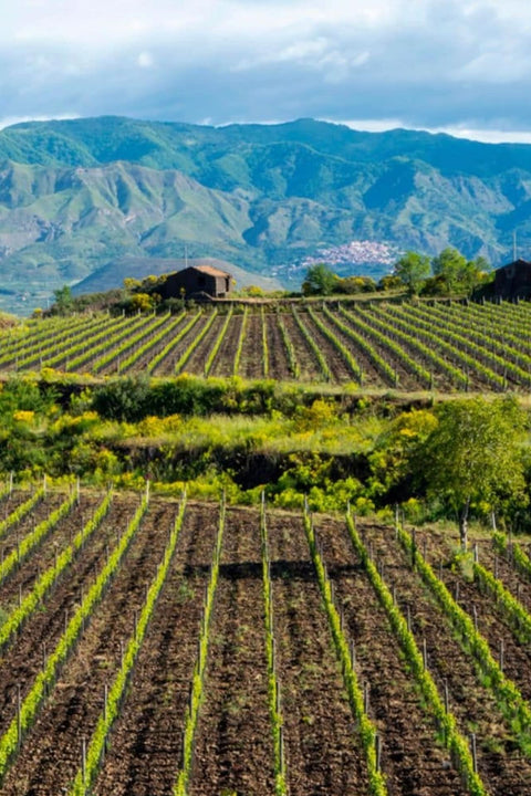 2024 IDDA Bianco Sicilia