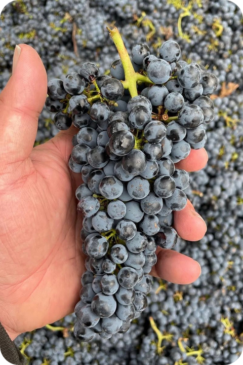 2025 Dash Farms Cabernet Sauvignon