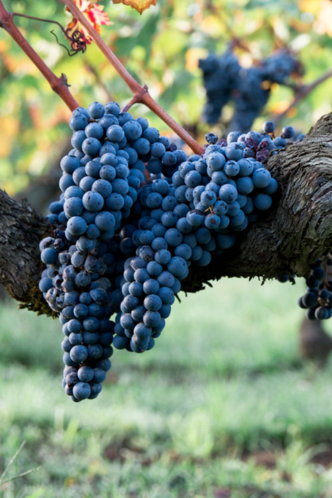 2019 Saint-Émilion Grand Cru Classé Bordeaux