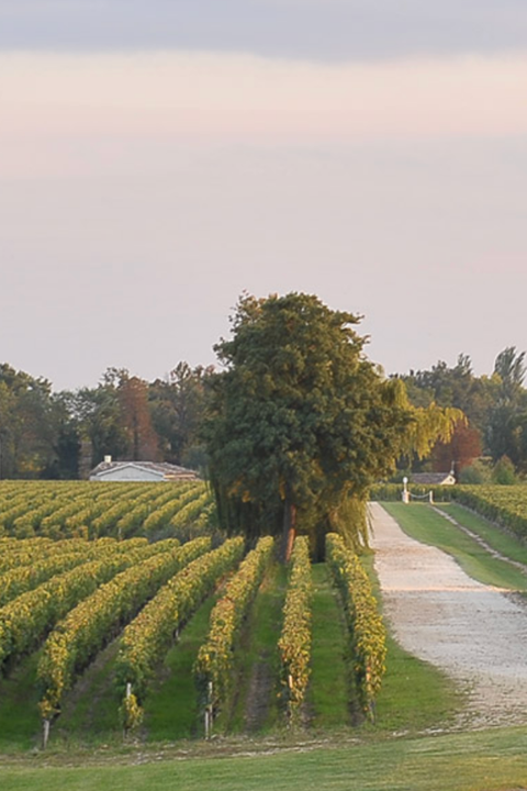 2019 Saint-Émilion Grand Cru Classé Bordeaux
