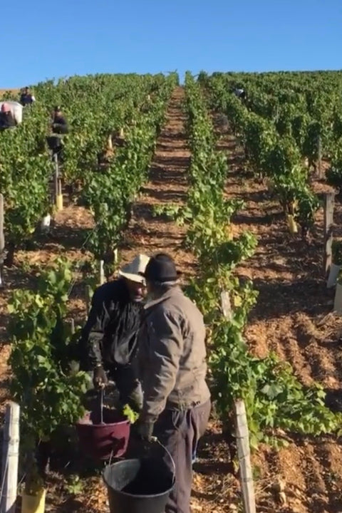 2023 La Soeur Cadette Bourgogne Rouge
