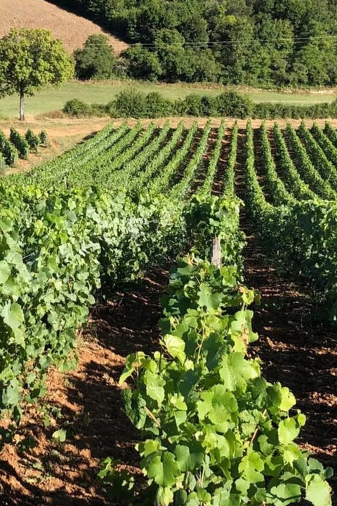 2023 La Soeur Cadette Bourgogne Rouge