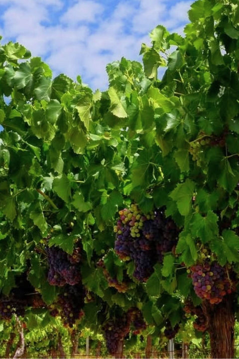 2023 LATTA Vino 'Illusive' Nebbiolo