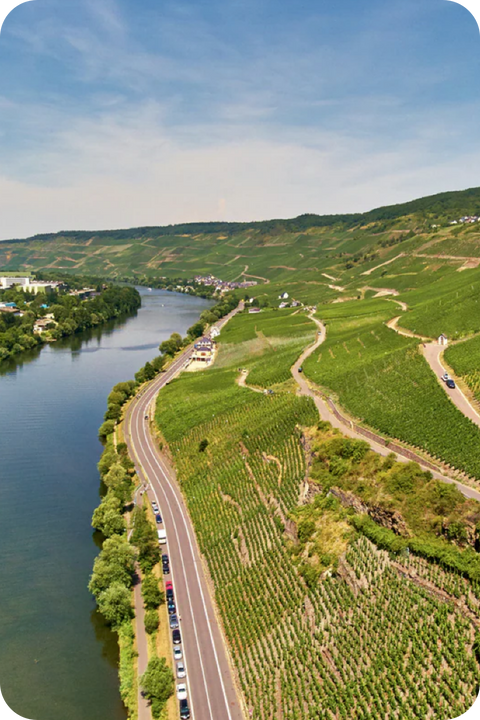 2025 Dr Loosen Dry Riesling
