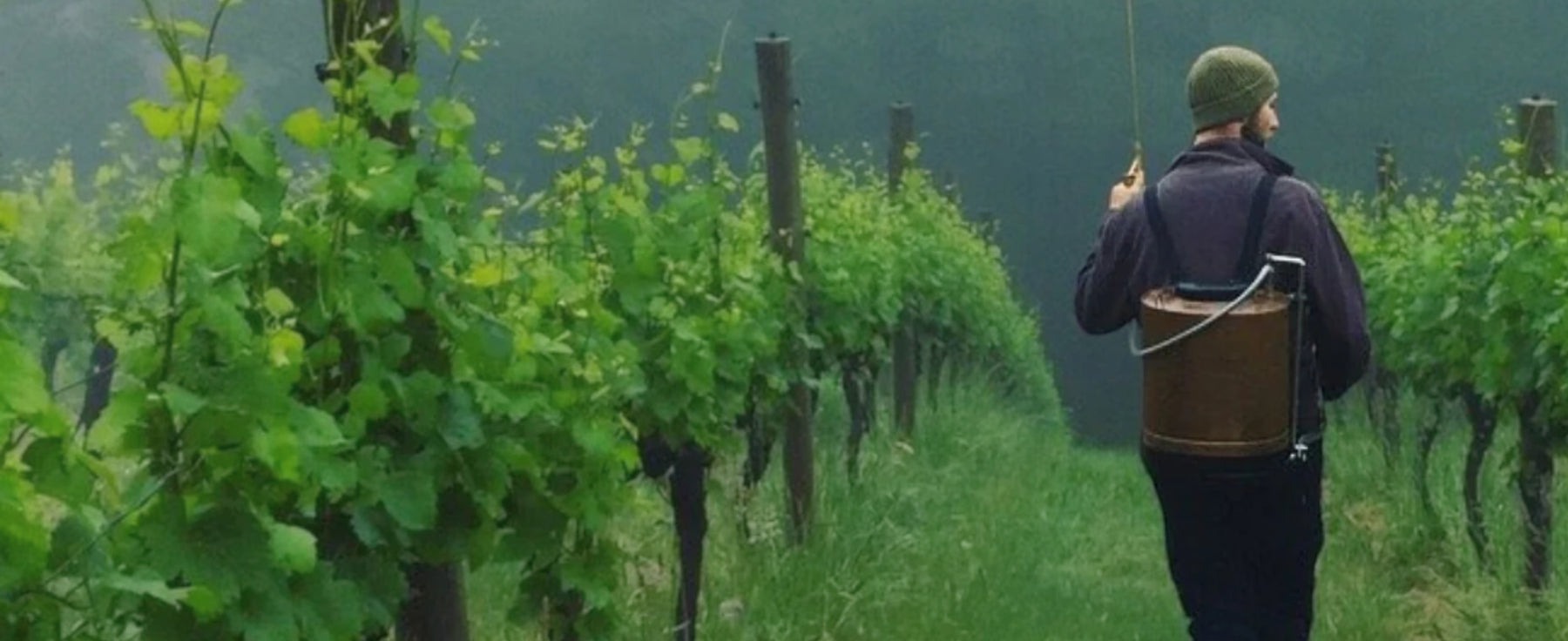 Manon Wine