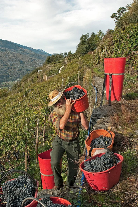 2023 Marchetti 'Tupìch' Rosso di Valtellina Nebbiolo