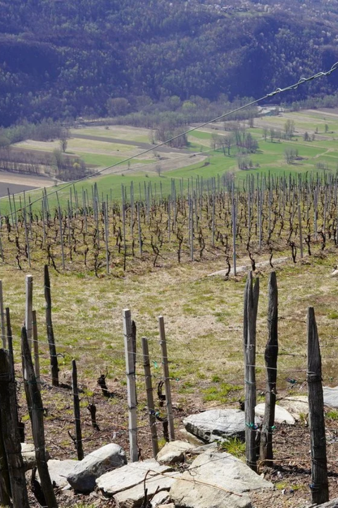 2023 Marchetti 'Tupìch' Rosso di Valtellina Nebbiolo