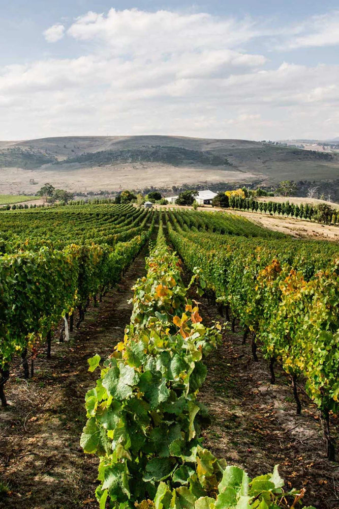 2019 Meadowbank 'Blanc de Blancs'