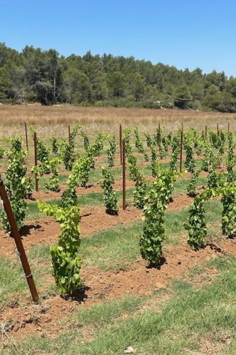 2022 Domaine Henri Milan 'Le Premier' Rouge Pinot Noir
