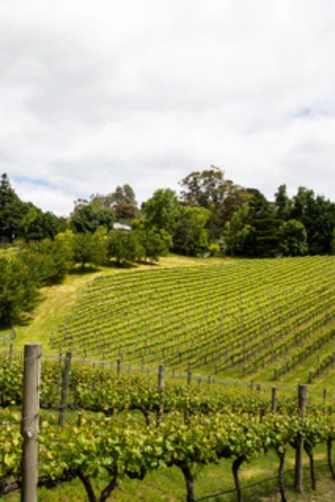 2024 Gentle Folk 'Monomeith' Pinot Noir