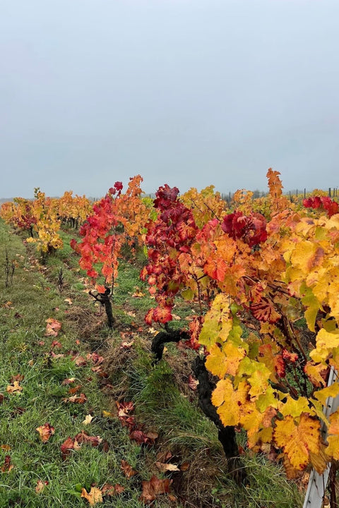 2023 Domaine Mosse 'Les Bonnes Blanches' Chenin Blanc