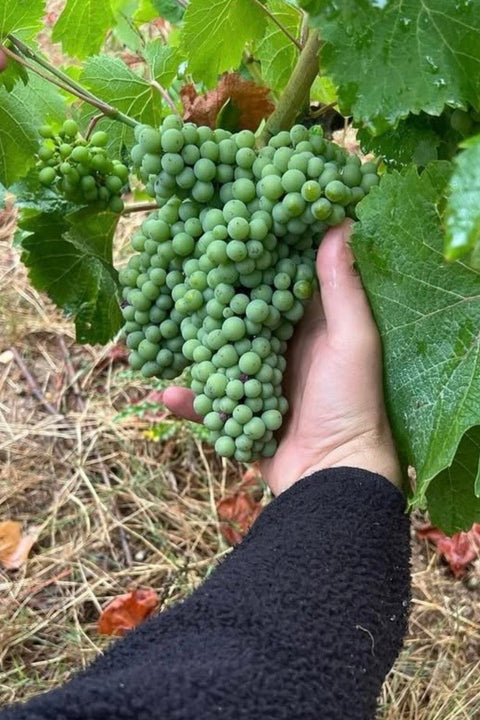 2023 Domaine Mosse 'Les Bonnes Blanches' Chenin Blanc