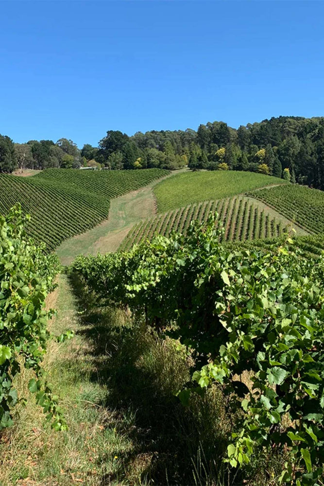 2025 Murdoch Hill Sauvignon Blanc