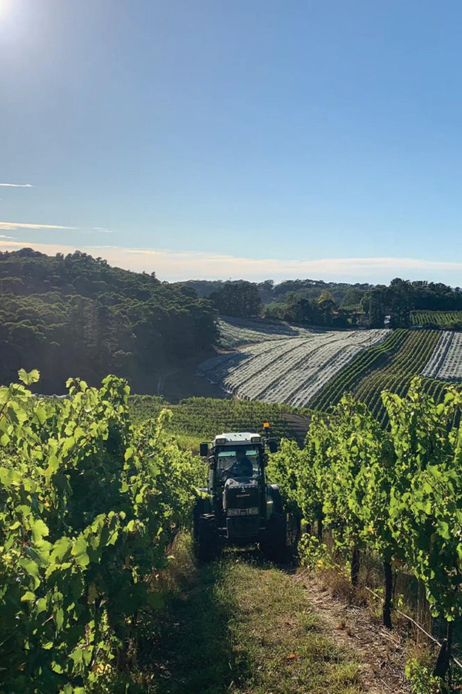 2025 Murdoch Hill Sauvignon Blanc