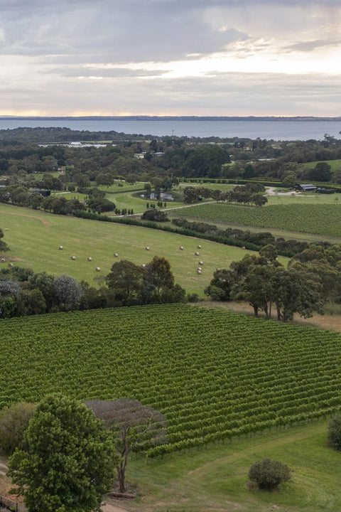 2025 Onannon Mornington Pinot Noir