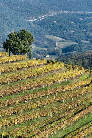2016 Gravner Ribolla