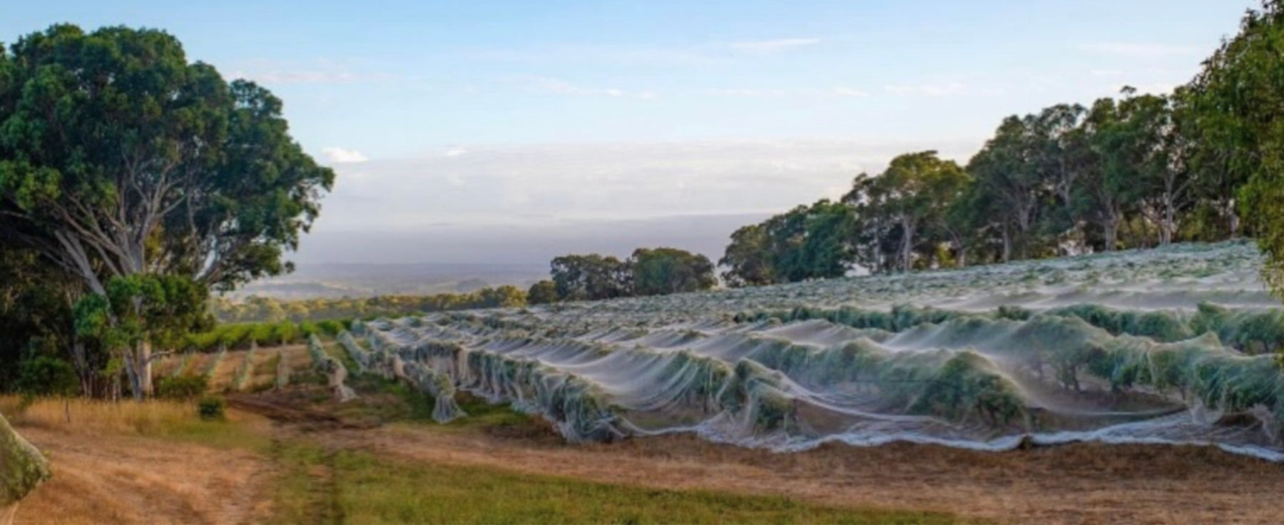 McLaren Vale