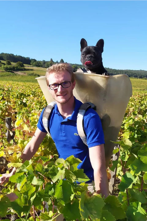 2023 Pernot Pere & Fils Gevrey-Chambertin | Red Burgundy