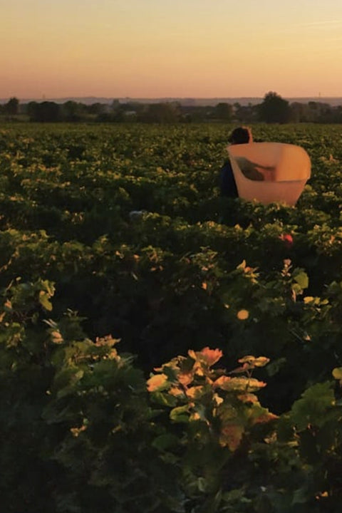 2023 Pernot Pere & Fils Gevrey-Chambertin | Red Burgundy