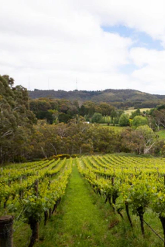 2024 Gentle Folk 'Piccadilly' Chardonnay
