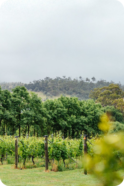 2025 Pooley Chardonnay