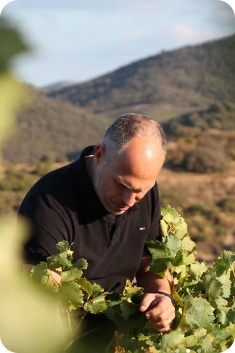 2024 'Morillon Blanc' Chardonnay