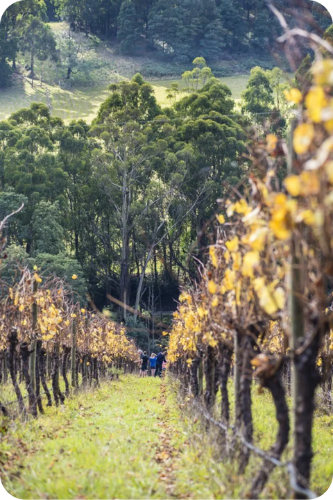 2024 ‘Applecross’ Pinot Noir