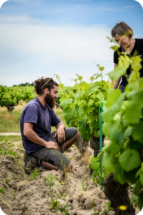 2025 Muscadet Sèvre et Maine