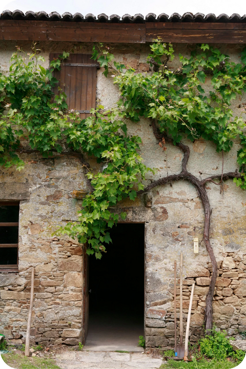 2025 Muscadet Sèvre et Maine