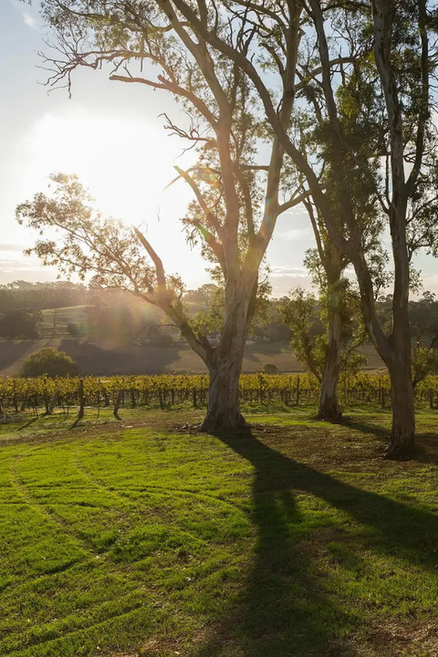 2022 Grosset 'Gaia' Cabernet Blend