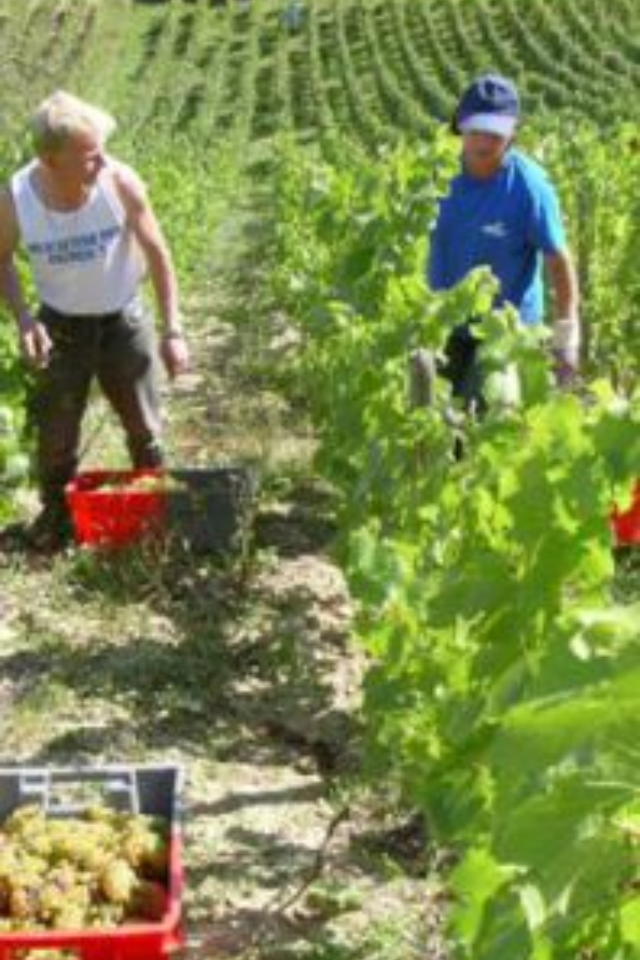 NV Alice and Olivier de Moor Bourgogne Aligote
