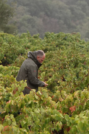 2023 Jeff Carrel 'Morillon Blanc' Chardonnay