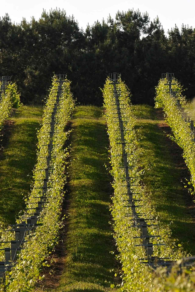 2023 Santiago Ruiz Rías Baixas 'Rosa Ruiz' Albariño
