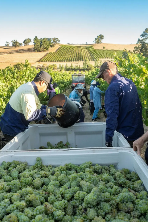 2025 Grosset Polish Hill Riesling