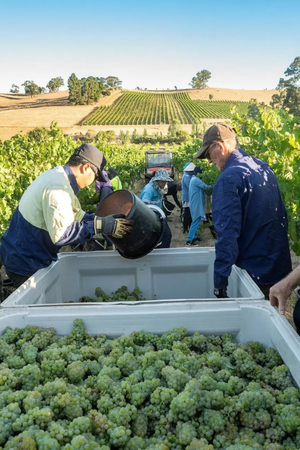 2025 Grosset Springvale Riesling