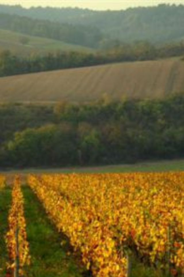 NV Alice and Olivier de Moor Bourgogne Aligote