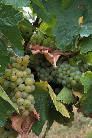 2019 Meadowbank 'Blanc de Blancs'