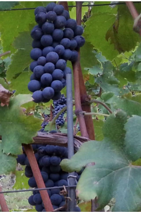 2023 Bruno Rocca 'Fralù' Langhe Nebbiolo
