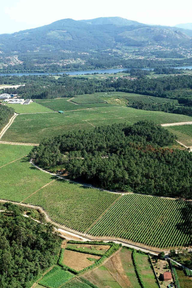 2023 Santiago Ruiz Rías Baixas 'Rosa Ruiz' Albariño