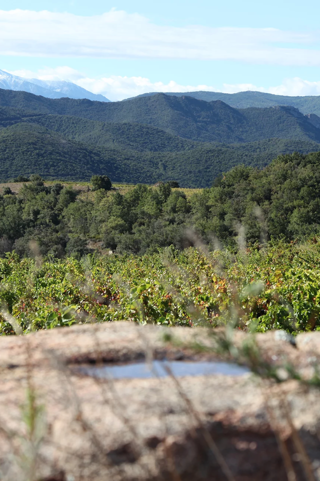 2023 Jeff Carrel 'Morillon Blanc' Chardonnay