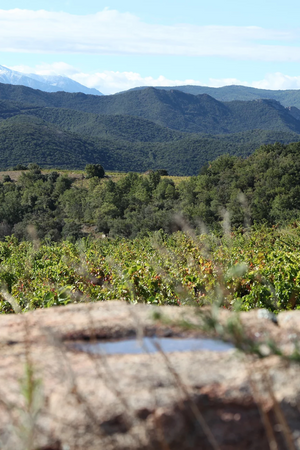 2023 Jeff Carrel 'Morillon Blanc' Chardonnay