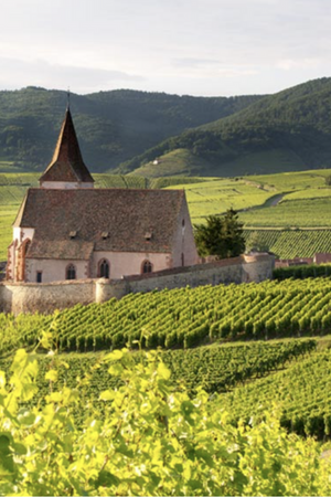 2023 Mittnacht Frères "Les Fossilles" Riesling