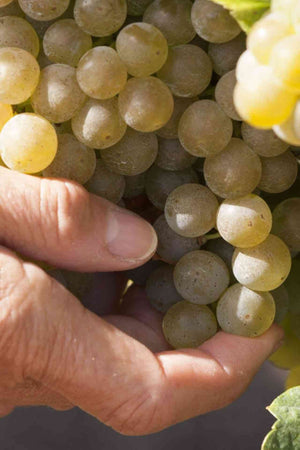 2023 Santiago Ruiz Rías Baixas 'Rosa Ruiz' Albariño