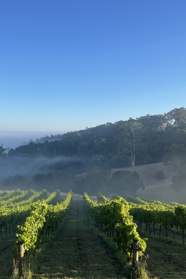 2023 Nikau Farms 'Tolone' White