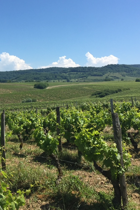 2024 Arbois Rouge Tradition