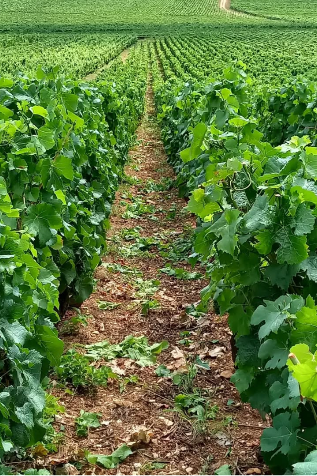 2023 Claire Naudin Hautes-Côtes de Beaune 'Bellis Perennis' Blanc