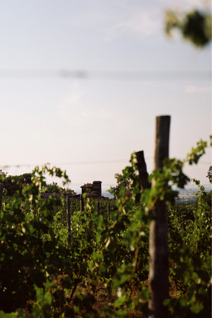 2006 La Stoppa 'della Stoppa' Barbera